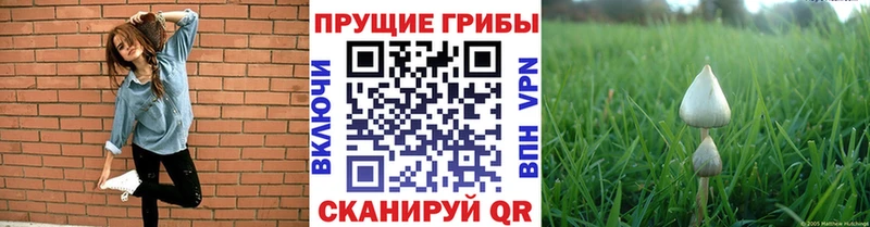 shop наркотические препараты  купить наркотик  Нижние Серги  Галлюциногенные грибы Psilocybe 